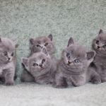 Голубые британские котята.