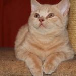 клубные красные котята питомника  "sweettoy"